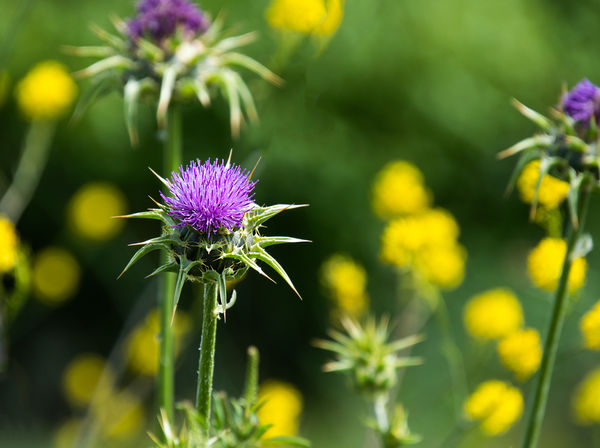 Thistles and mustard, my favorite spring combo. No...