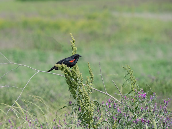 Red-winged Blackbird in a pretty meadow....