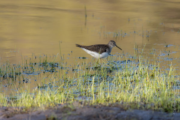 Solitary Sandpiper Really...