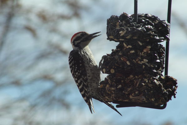 Ladderback woodpecker--one a pair that nest in the...