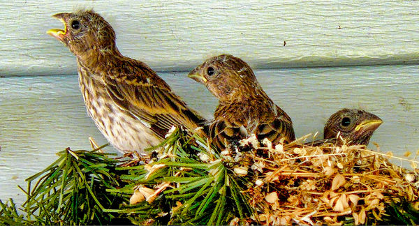 Siskens a few days from Fledging...