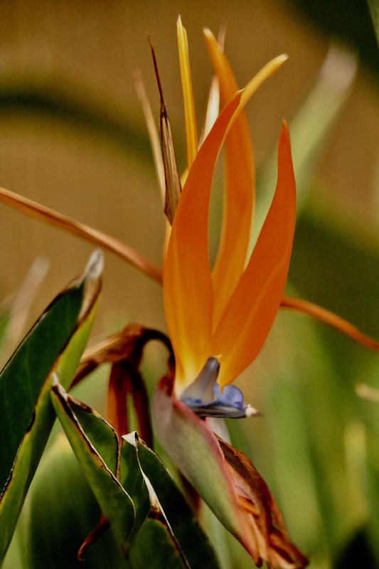 And this is a Bird of Paradise...oops...