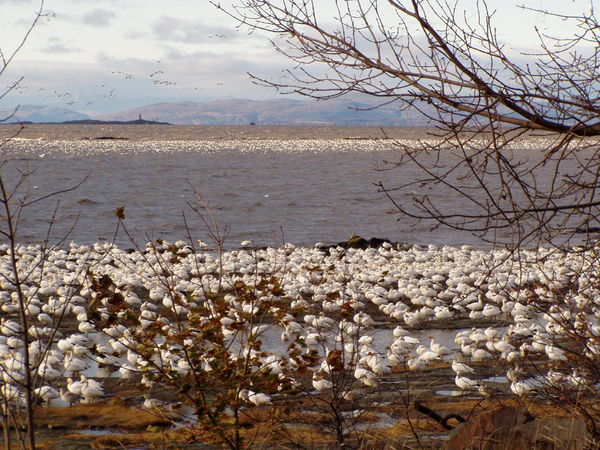 blankets of Snowgeese...