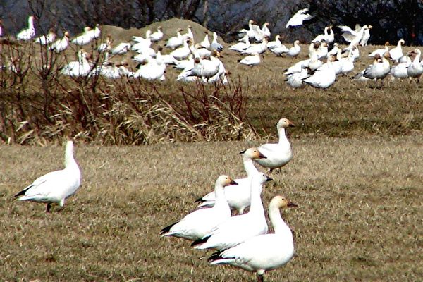 a closer up view of Snowgeese...