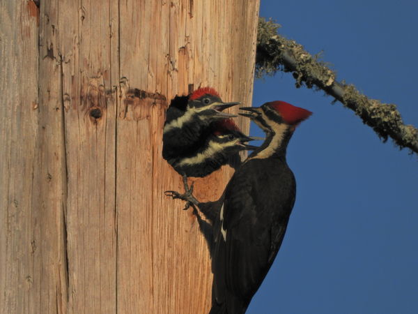 Pileated Woodpecker...