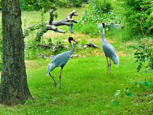 Red Crowned Cranes...