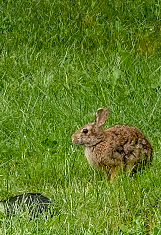 Bunny in the front yard....