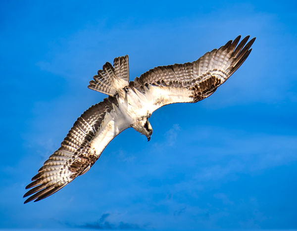 Osprey...