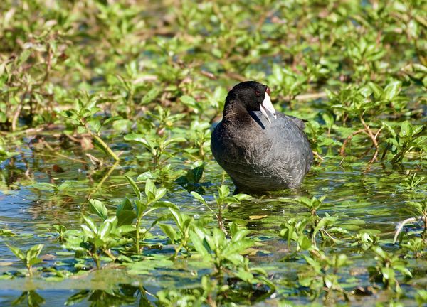 The oft maligned Coot (mud hen)...