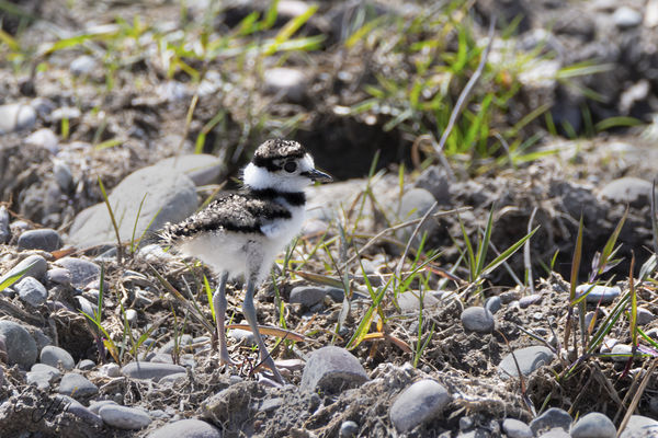 WOW....first time ever seeing a baby Killdeer...