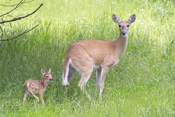 2 day old Fawn in my pasture...