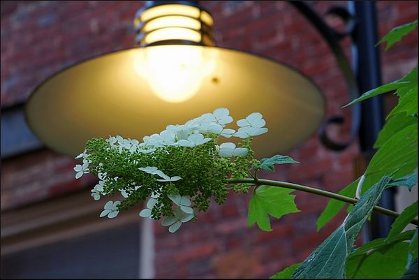 3. White flowers under over hanging light....