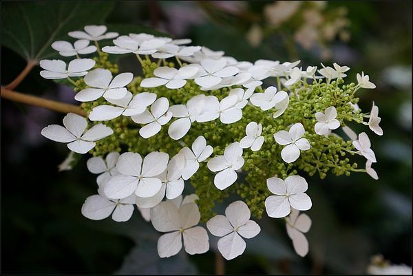 5. Closer view of white flowers....