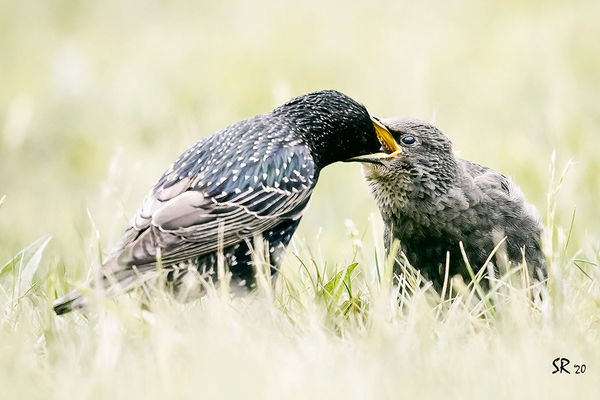 Starling Feeding young...