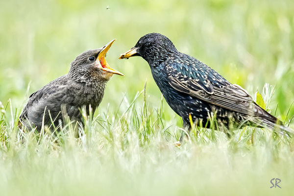 Starling Feeding young...