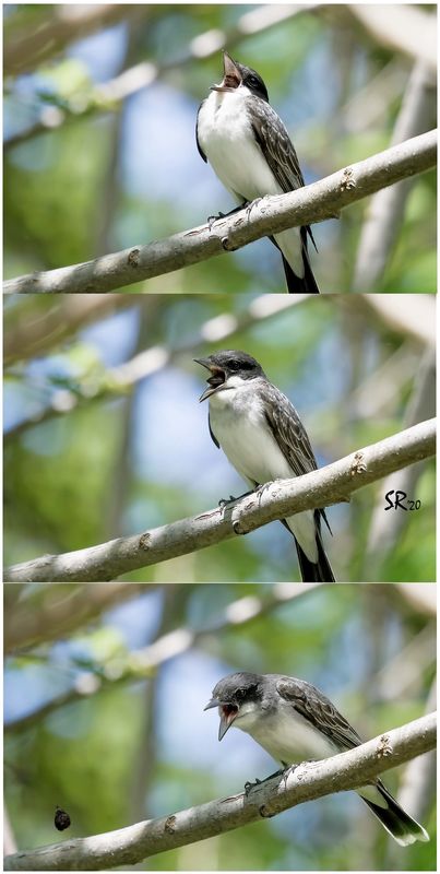 Eastern Kingbird. I thought it was sneezing at fir...