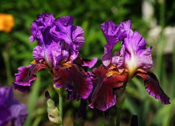 Irises of many colors: My irises are sure blooming beautifully this ...