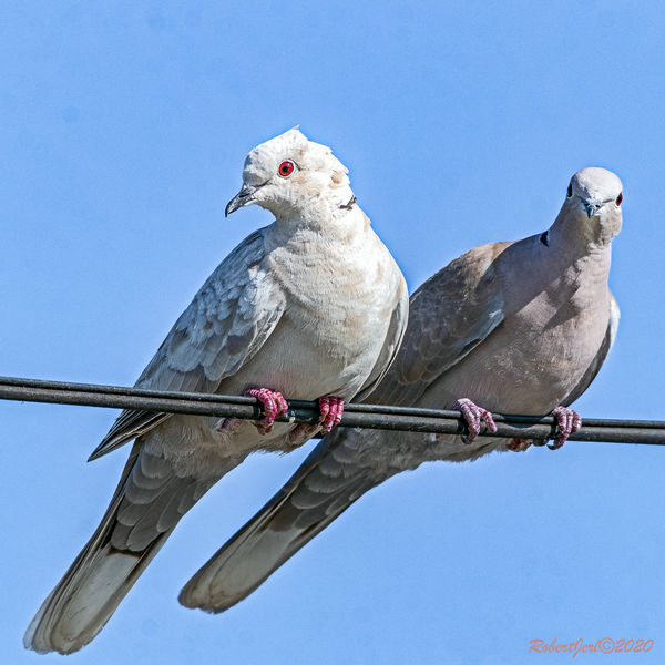 White Dove, Gray Dove These doves were hanging around together. the
