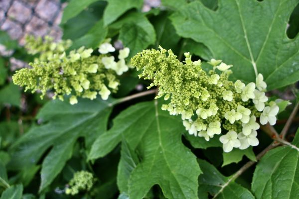 also the Oak Leaf hydrangea on its way for the par...