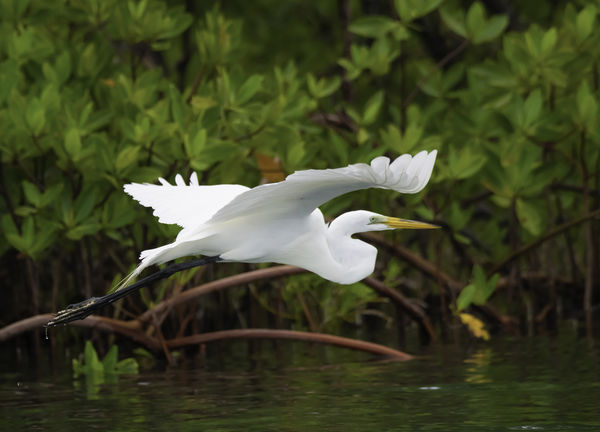 Great Egret flying in mangroves...