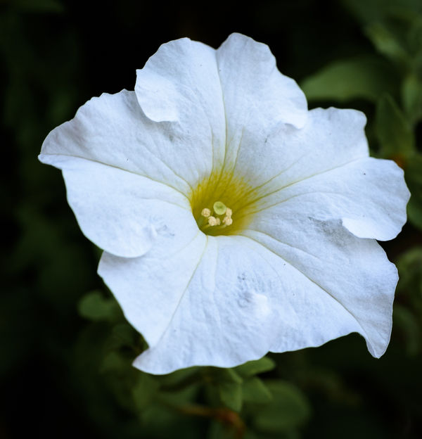 White petunia...