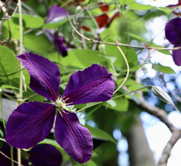 Clematis -front yard....