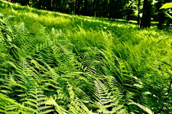 A sea of beautiful fern -hike in Seymour, Ct....