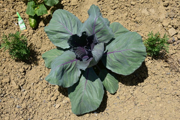 Red cabbage...