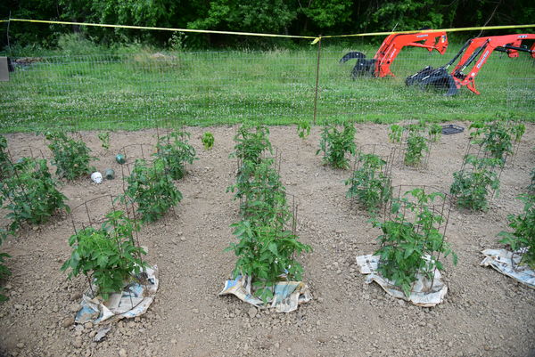 Tomatoes (hot peppers in the back row)...