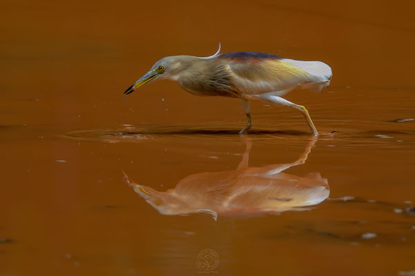 Pond Heron - fishing for tadpole....