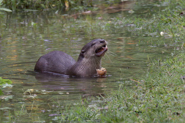 River Otter - Crab snack....