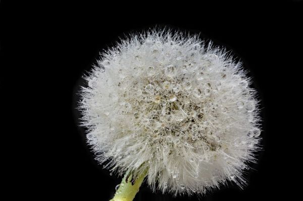 6. Nor forgetting the Dandelion...