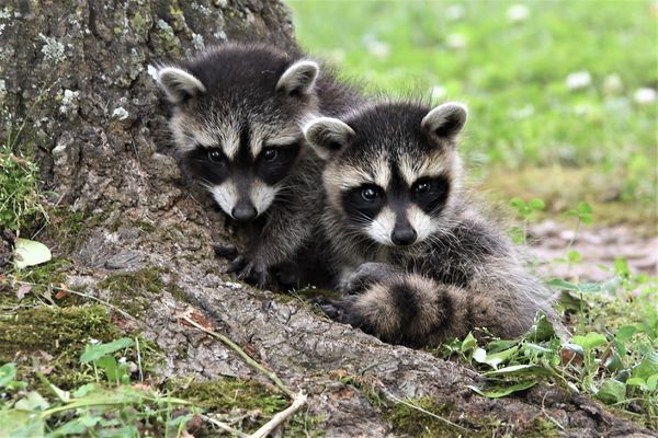 Raccoon Kits: My husband found these two at the foot of a tree last ...