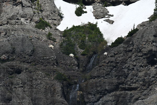Mountain Goats on Barronette June 18...