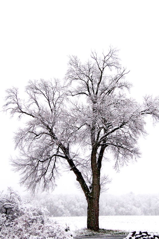 winter tree...