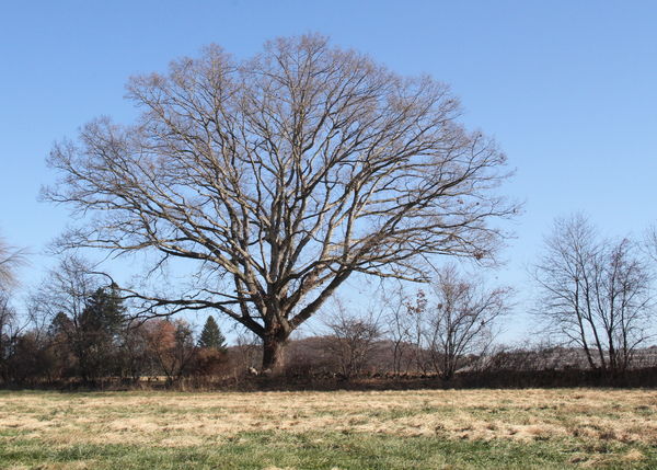 300 year oul oak...