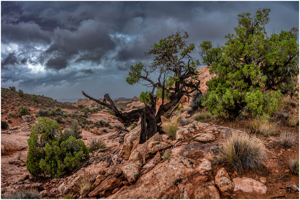 As The Toad-Floater Approached: Another from yesterday's mega-rain.