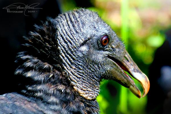 Black Vulture waiting in line at the buffet let me...