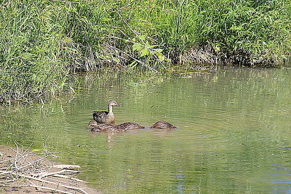 Ducks swimming around...
