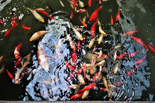 4....A Koi fish pool with some wierd reflections a...