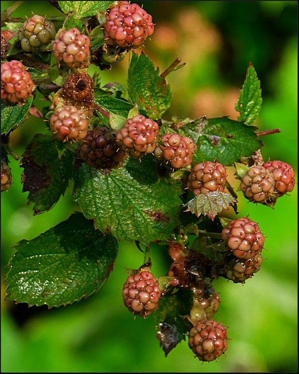 8. Some kind of berries....