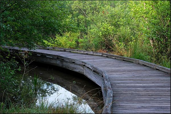 10. Boardwalk that goes around some of the wetland...