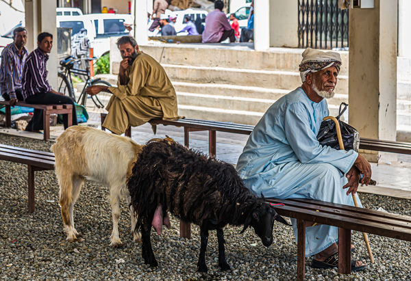 7 - Bedouin man with his animals for sale...