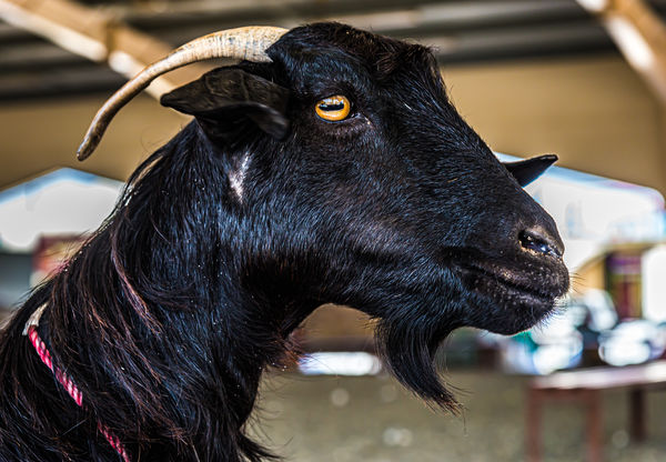 8 - Side-portrait of a goat...