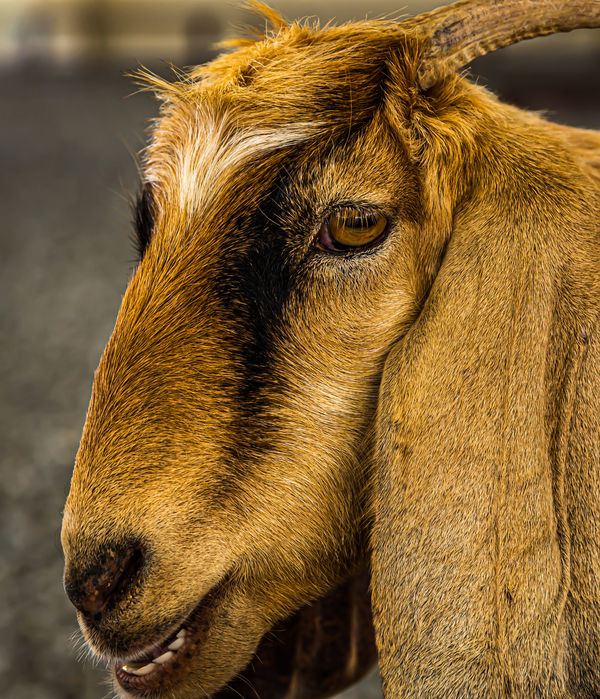 10 - Portrait of a goat: Anglo-Nubian goat with la...