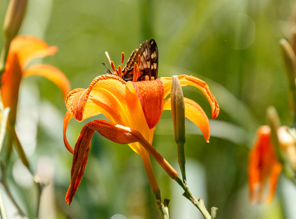 Butterfly in a lily cup...