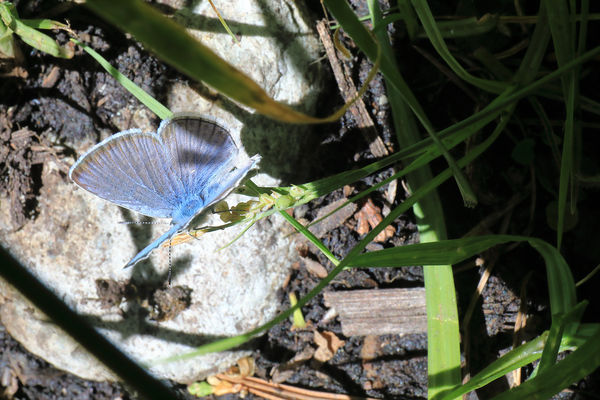 Icaricia icarioides (Also called Boisduval's Blue)...