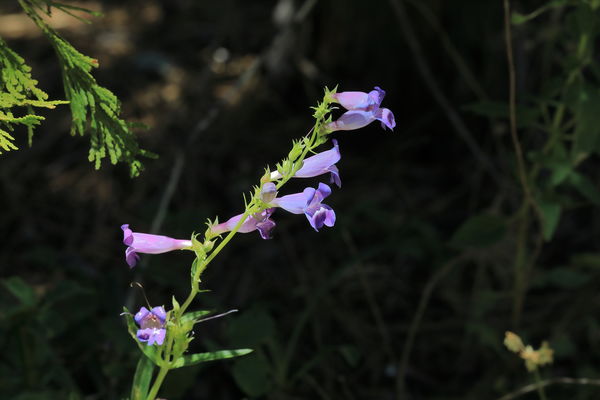 I Think this is a form of Blue Penstemon...