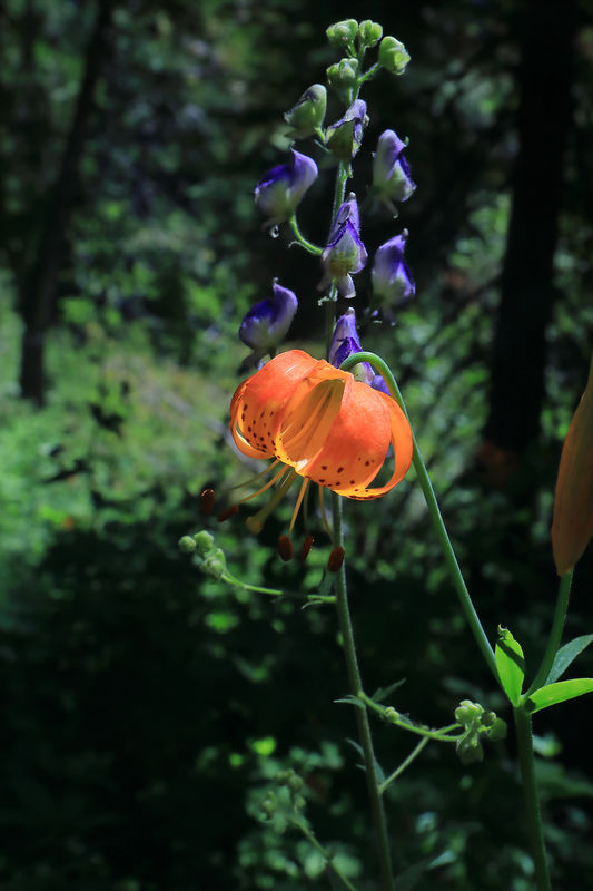 tiger lily with blue lupine in the background...