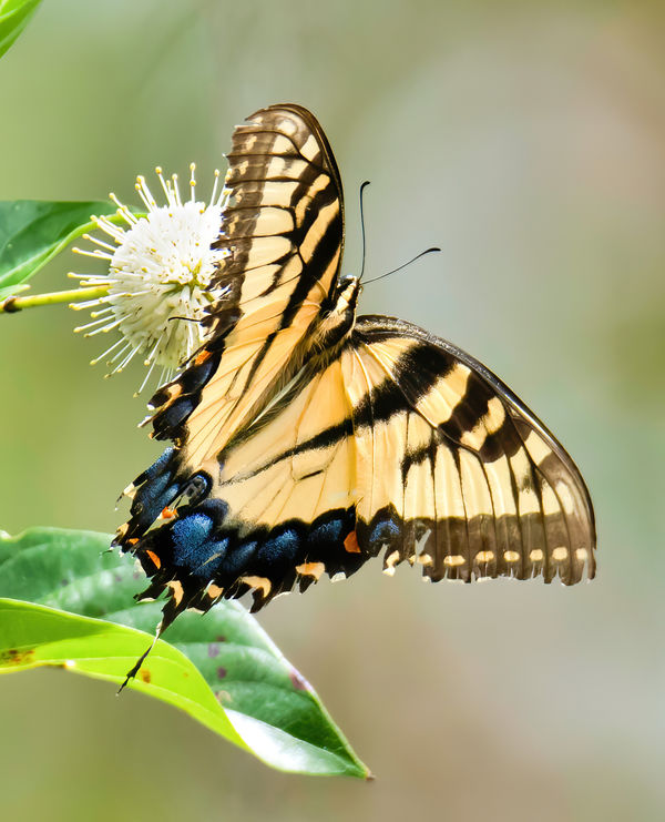 #4 Eastern Tiger Swallowtail...